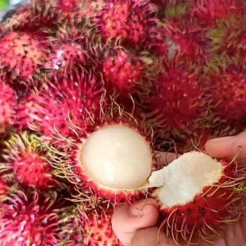 

Termurah Rambutan Binjai 1 Kg Fresh Manis Daging Tebal