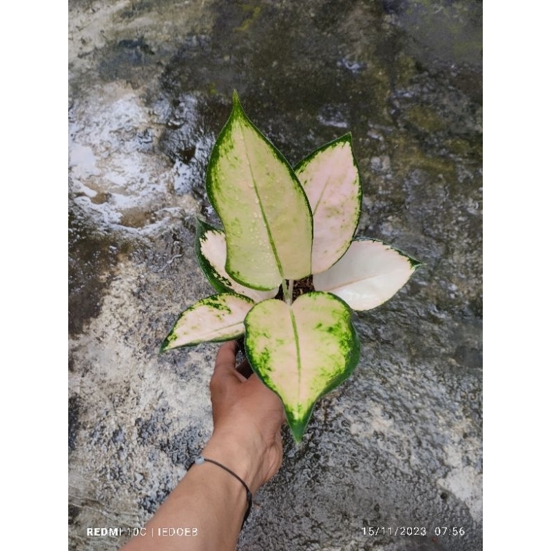 aglaonema kochin sutra