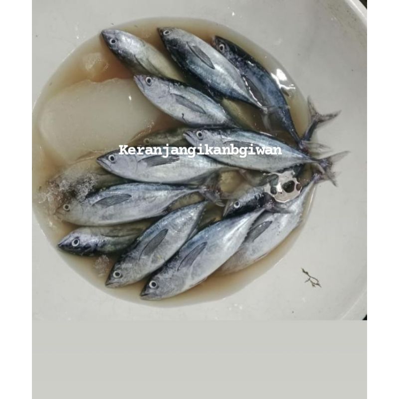 

Ikan tongkol lisong segar 1kg isi 5/6 (bukan frozen) free dibersihkan gratis minyak goreng 1liter