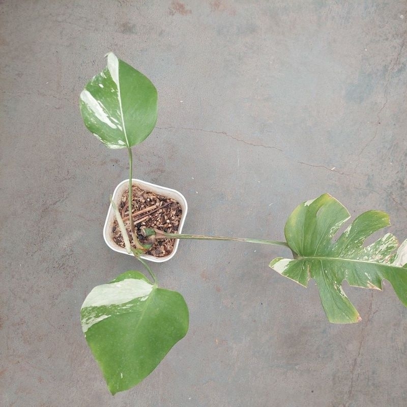 monstera varigata ekonomis monvar