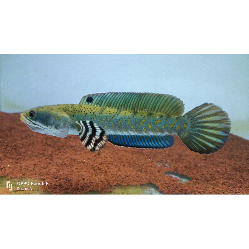 chana pulcra singgle tank 11-12cm