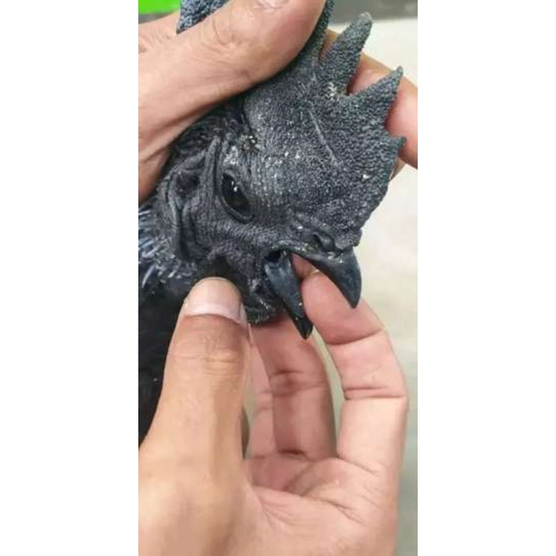 telur tetas ayam cemani lidah hitam