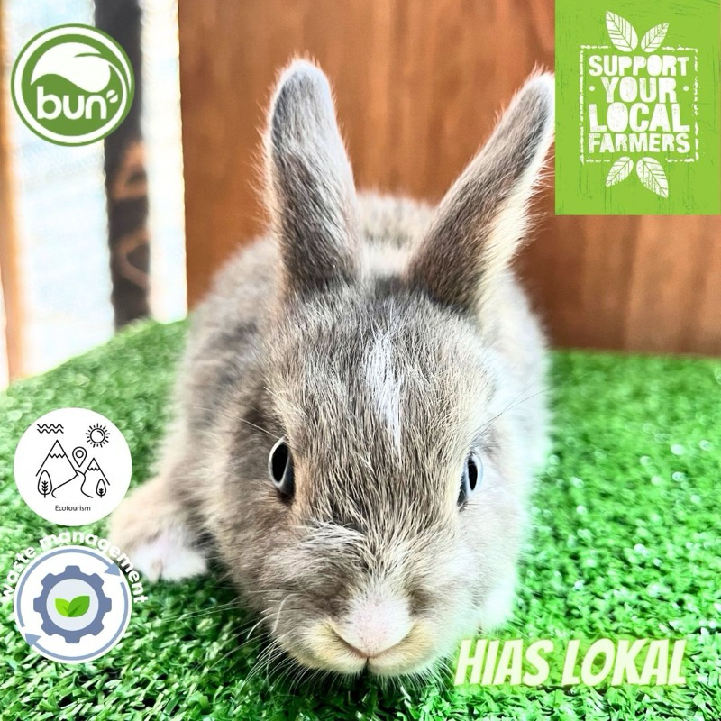 Kelinci Abu Putih Hias Lokal anakan