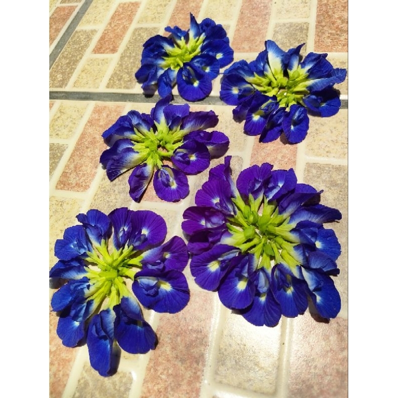 

Bunga Telang Kering Murah Grade Premium 20 Gram