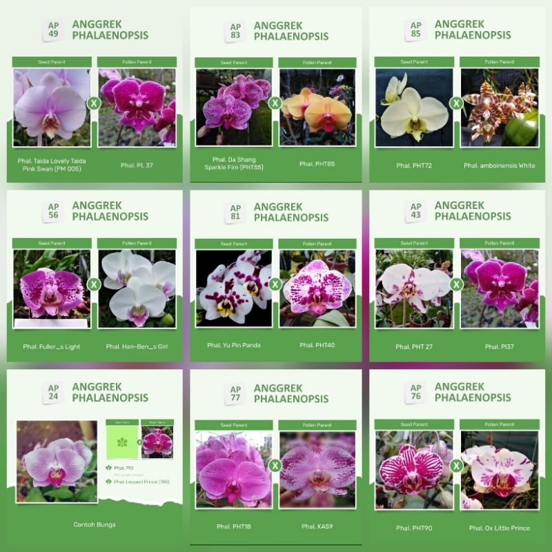 Paket hemat angbul dewasa, remaja, sedling