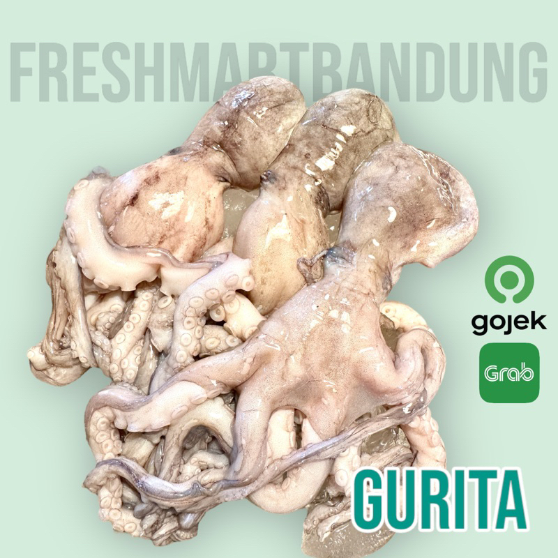 

gurita octopus fresh bandung only