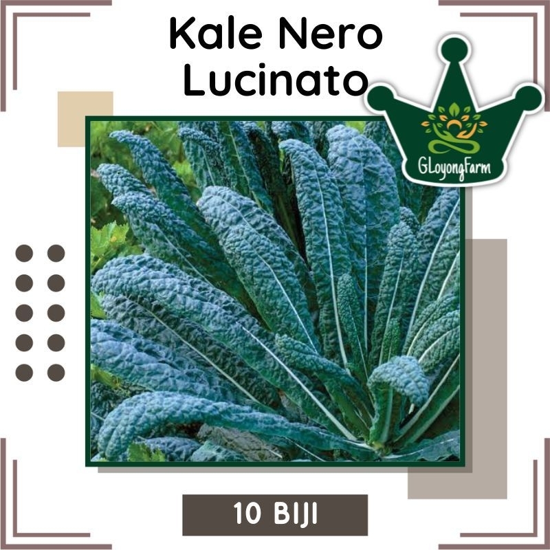 Benih Kale Nero Lucinato - Benih Sayuran