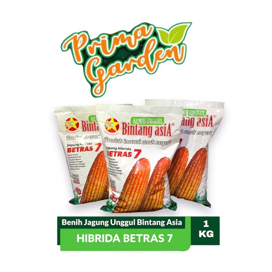 Benih Bibit Jagung Hibrida Betras 7 Kemasan 1Kg - Bintang Asia