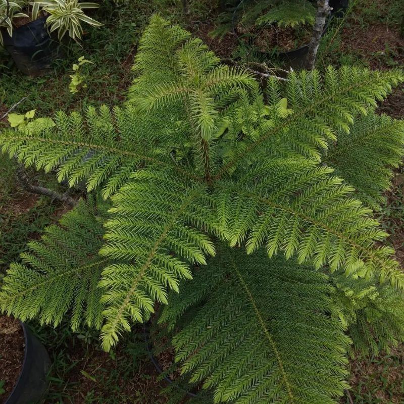 Cemara Norfolk Pentris / Cemara Norflok