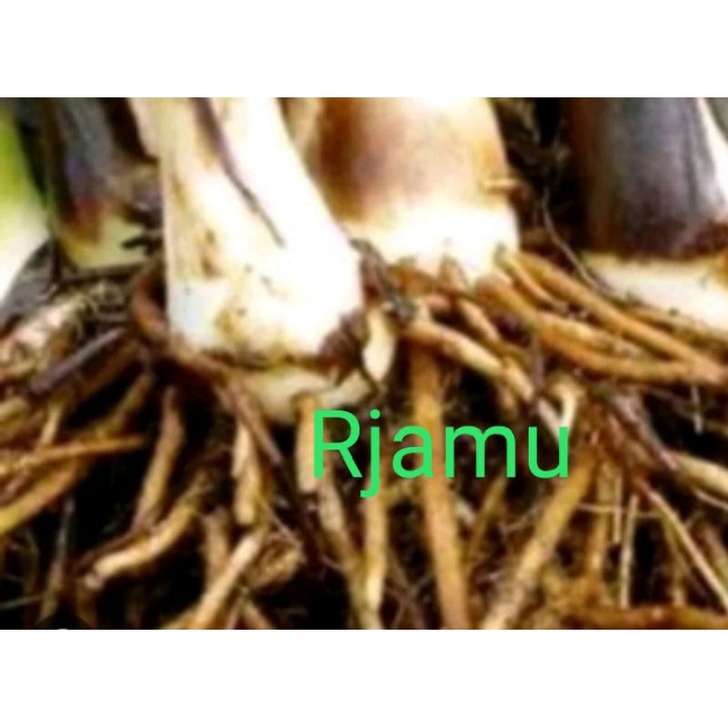 

Akar Pohon Pisang Segar 250gram