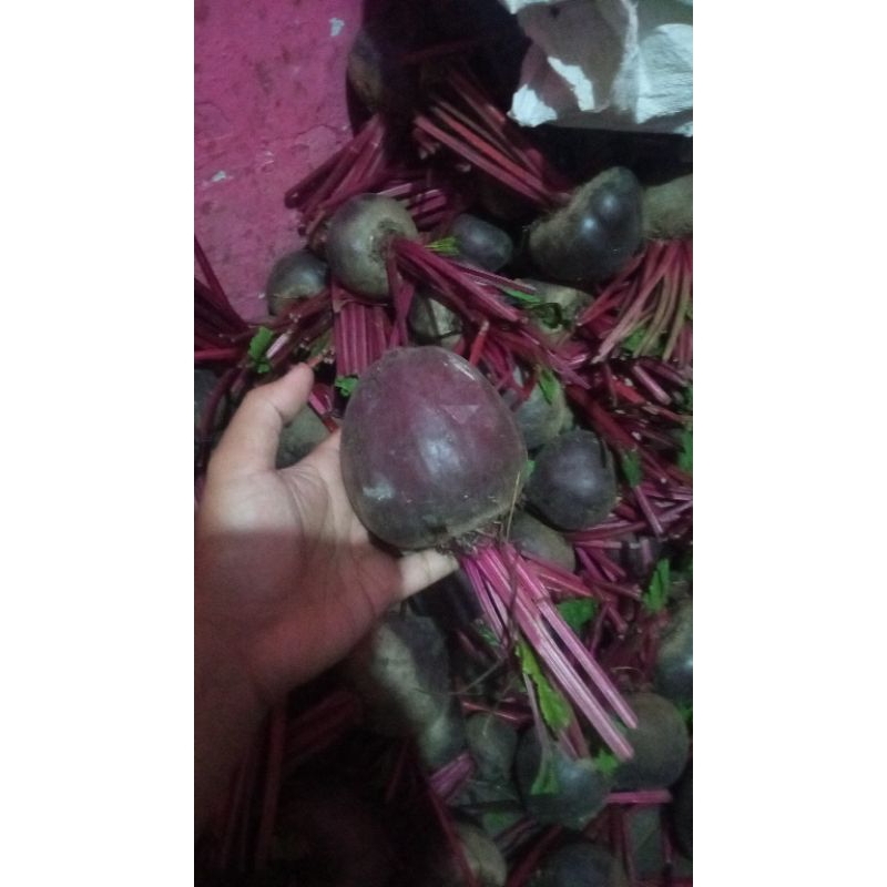 

Ssl09 Buah bit Organik Fresh 1kg