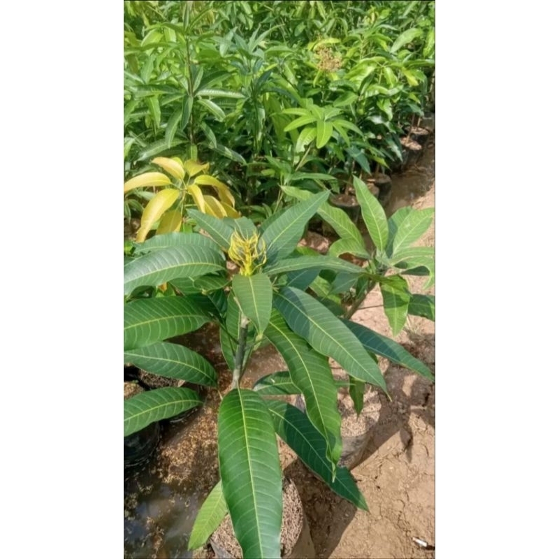 mangga berbagai jenis buat tabulampot