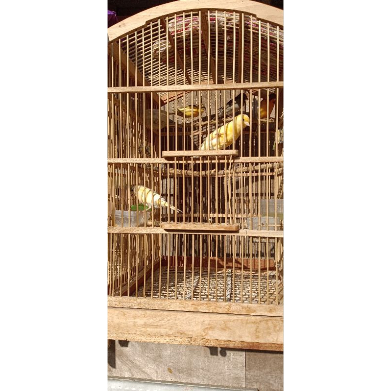 Burung kenari Gacor sudah siap indukan bisa pilih jantan atau betina
