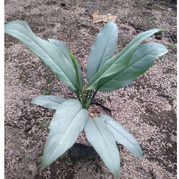 tanaman hias diven silver