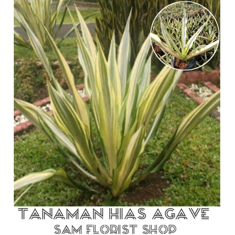 Tanaman Hias Agave Putih/Agave Gigantea