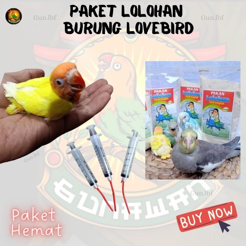 Paket Murah Lolohan Anakan Burung Lovebird Lutino Jinak