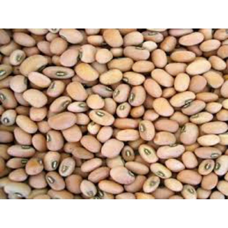 

kacang polo 250 gr