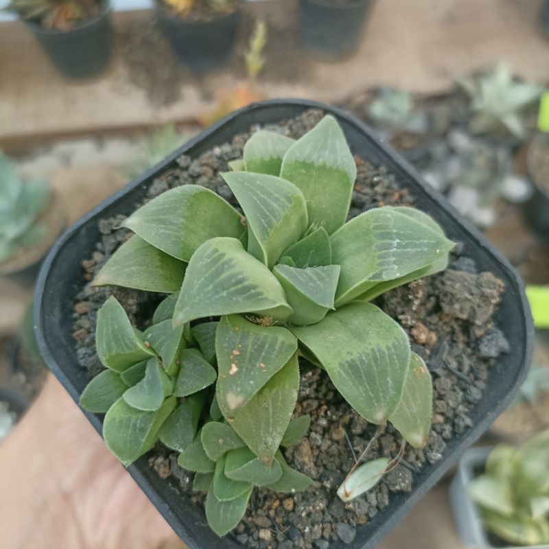 haworthia retusa hybrid