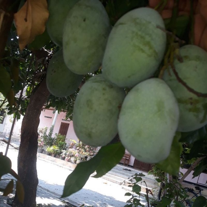 

mangga madu 1 kg isi 3 biji langsung dari pohon