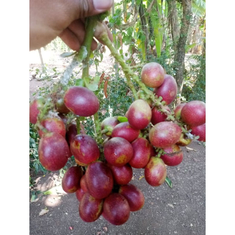 

Matoa fresh nyus daging tebal 500gram (ORDER BARU DI PETIKKAN)