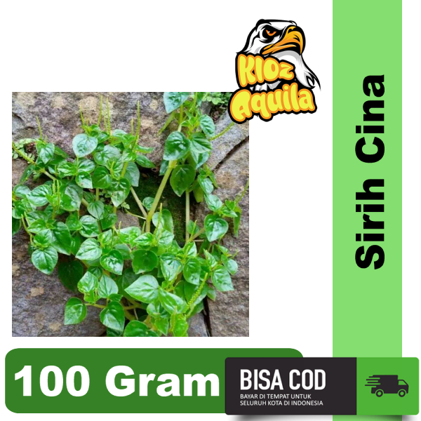 

Daun Sirih Cina Tumpang air termurah Ketumpang Peperomia pellucida Obat Rematik Kolesterol Asam Urat tanaman daun akar batang benih 100 gram obat diabetes