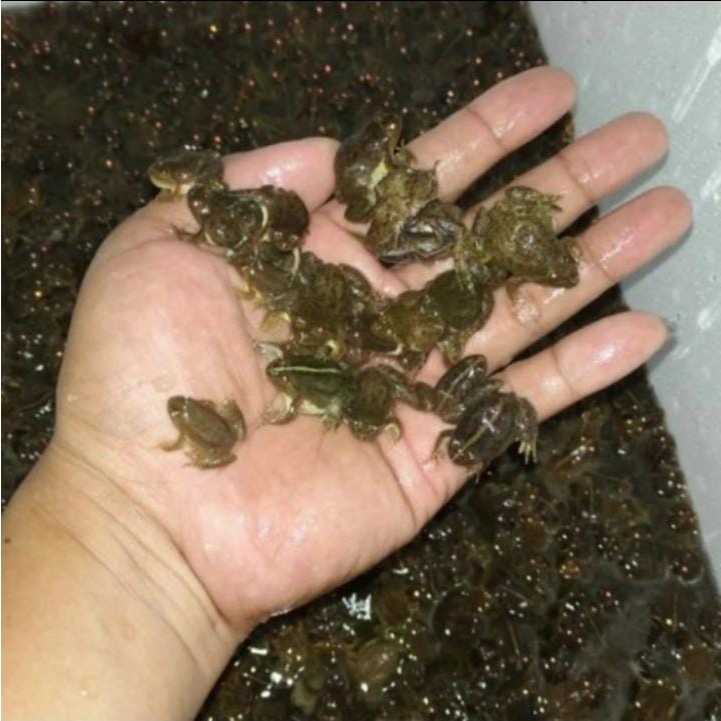 kodok sawah kecil katak sawah umpan ikan predator/umpan mancing