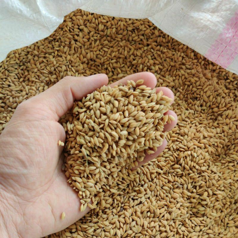 PADI KETUMBAR / GABAH / PADI BURUNG & AYAM 1 KG