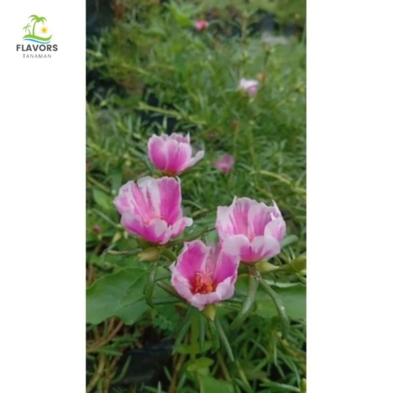 tanaman hias krokot sby duna strip cantik