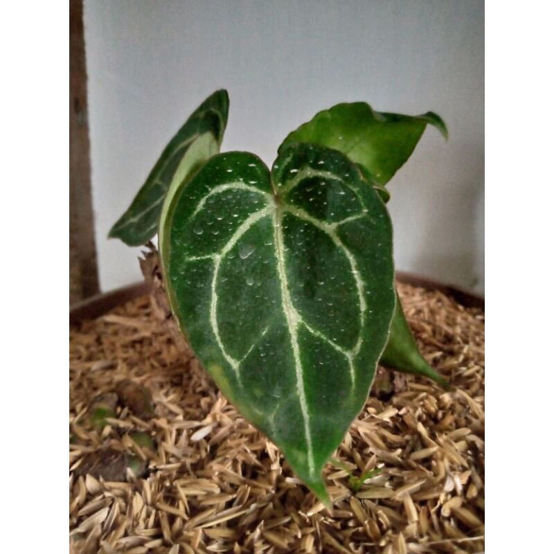 Anthurium Kuping Gajah Cristalinum