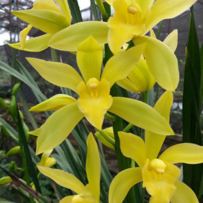 Tanaman Hias Anggrek Kuning Golden Boy Rimbun / anggrek tanah wangi
