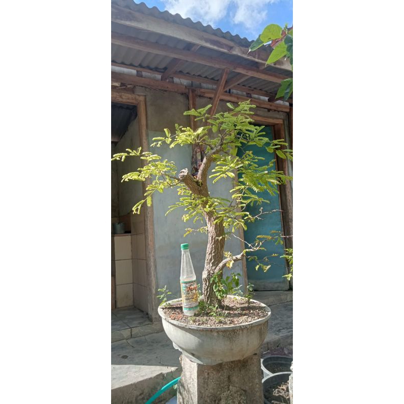 PROMO  Bonsai Asam Jawa Super Program Akar Melingkar