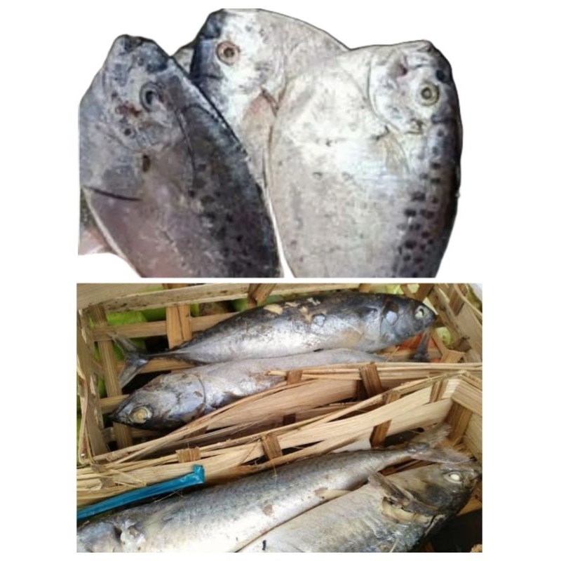 

Ikan Semar Cue Etem | Tongkol Cue Utuh