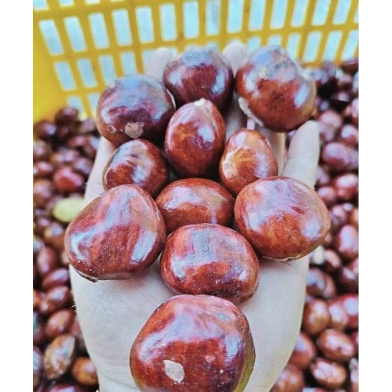 

JENGKOL FRESH BERAT BERSIH 1 KILO JRENG JENGKI