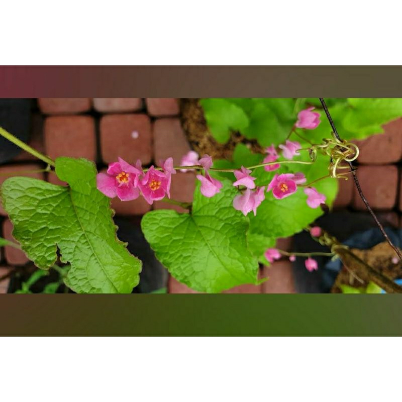 Benih Air Mata Pengantin Amp 25 benih