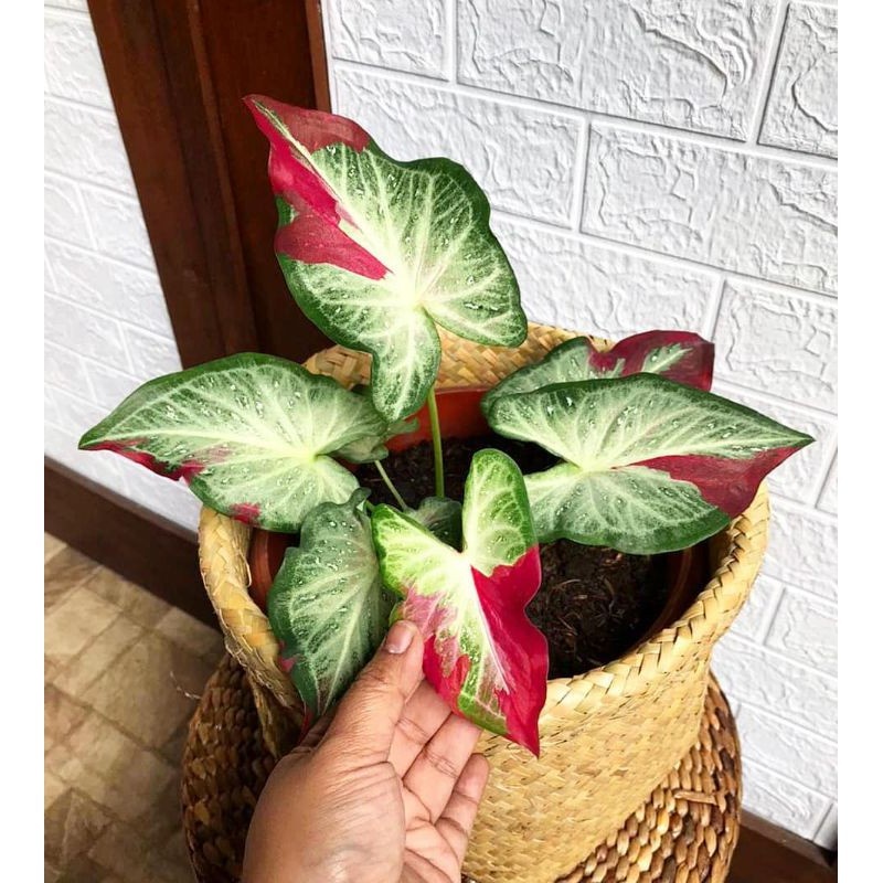 Jual caladium Cat Tumpah bunga keladi cat tumpah berkualitas harga terjangkau