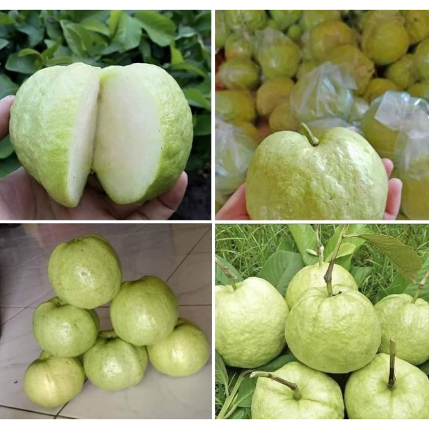 

Buah Jambu Kristal / Jambu krystal Segar