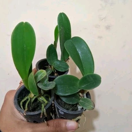 Anggrek cattleya seedling