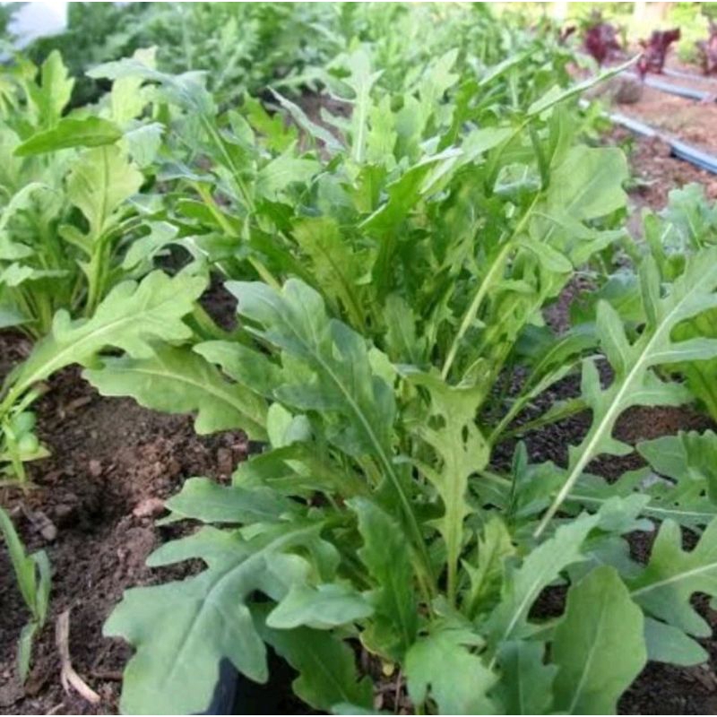50 Benih/ Bibit/ Biji Arugula
