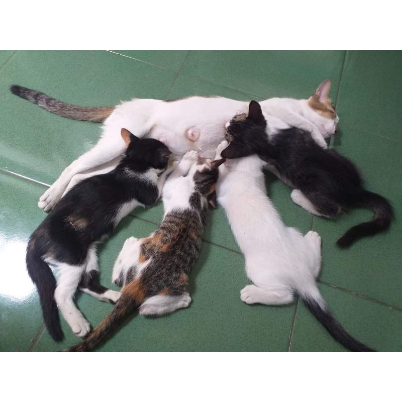 Steril kucing2 jalanan
