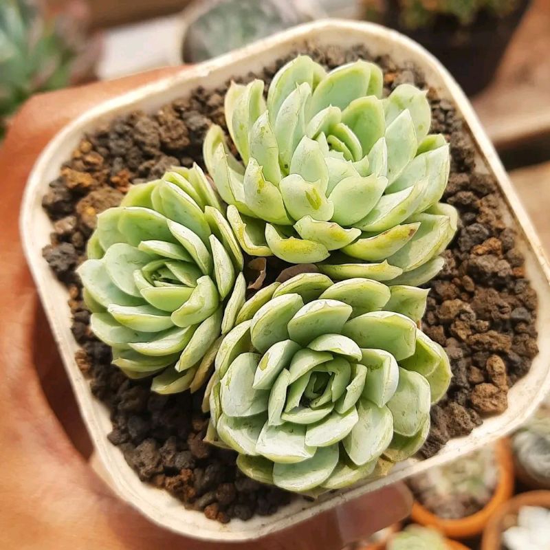 echeveria mexican snowball cluster