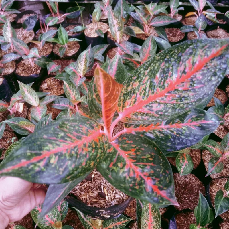 Algonema hot lady flaming