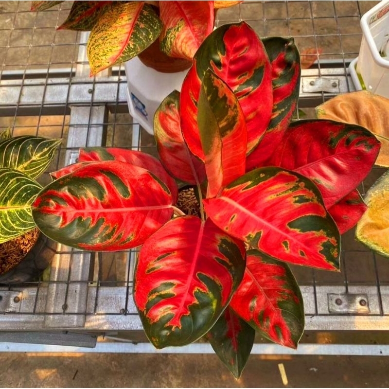 Aglonema Kochin Hello Kitty Mutasi Tanaman Hias Aglonema Aglaonema Kochin Hello Kitty Mutasi Merah M