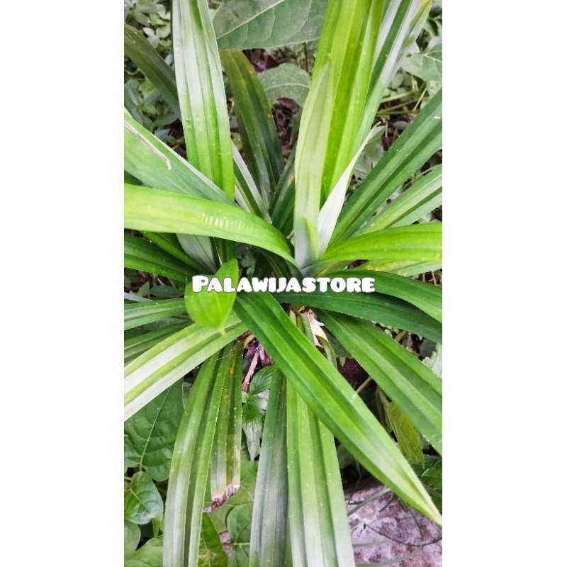

Daun pandan segar petik langsung 40 lembar