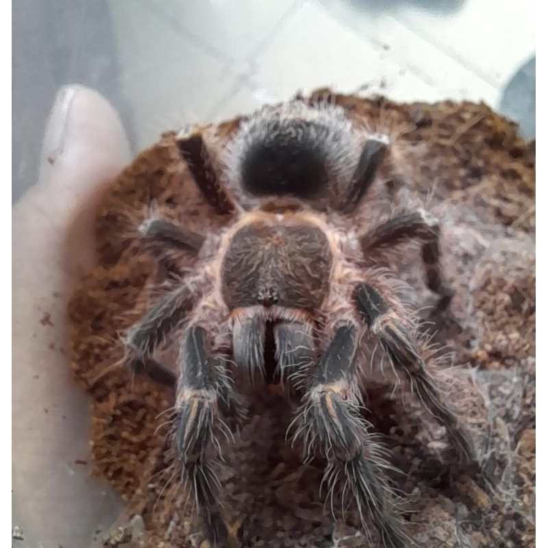 JUVE TARANTULA GRAMOSTOLA PULCHRIPES  BISA BERJALAN