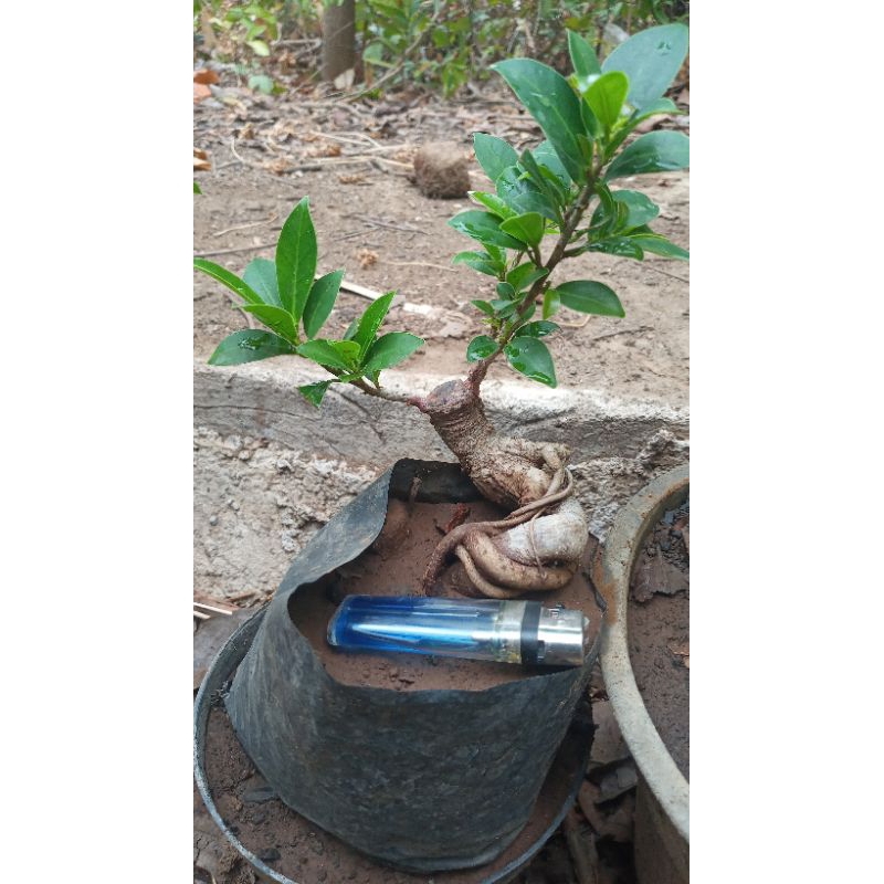 iprik sambung elegan