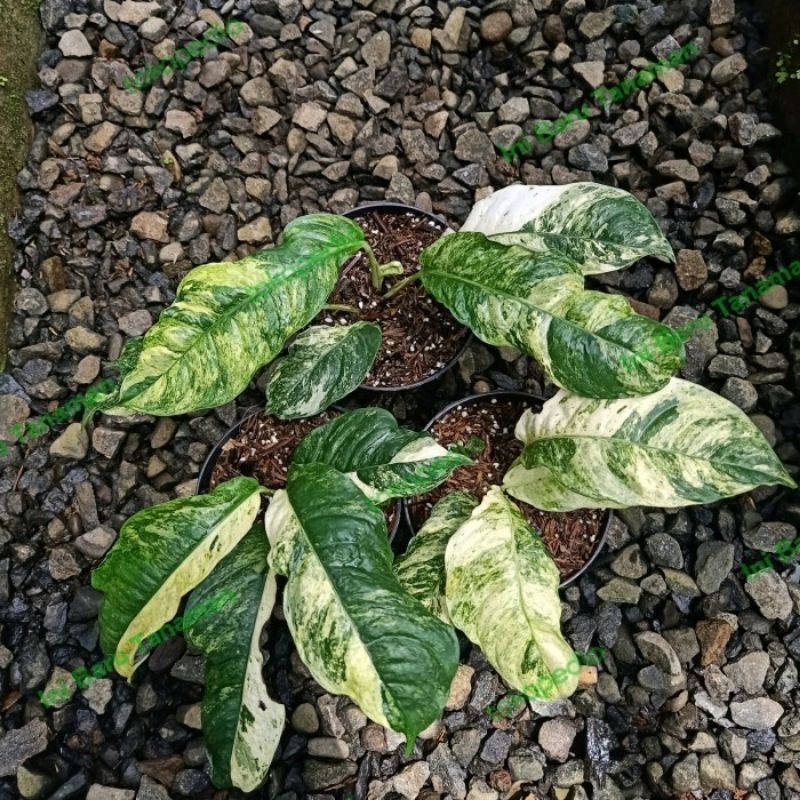 Tanaman Hias Rhapidopora Puberula Varigata / Puberula Variegata Rare Item