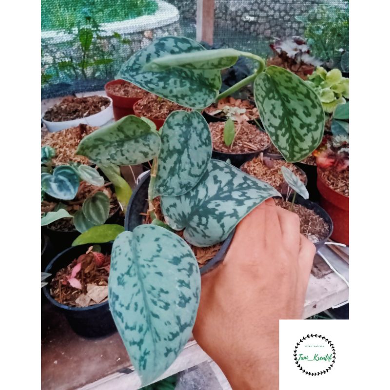 scindapsus silver lady orgiginal