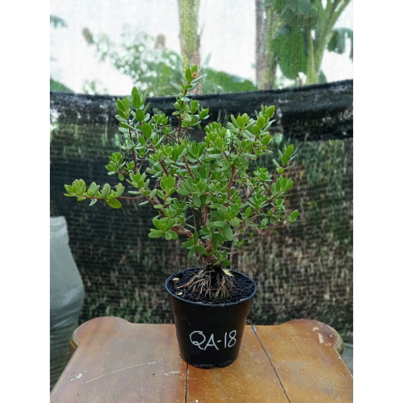QA-18, SANTIGI KARANG DAUN MAWAR ORIGINAL SEMAI BIJI