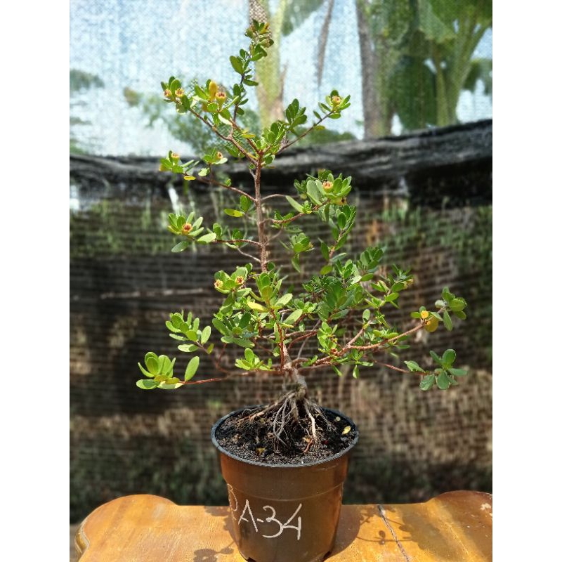 QA-34, SANTIGI KARANG DAUN MAWAR SEMAI BIJI