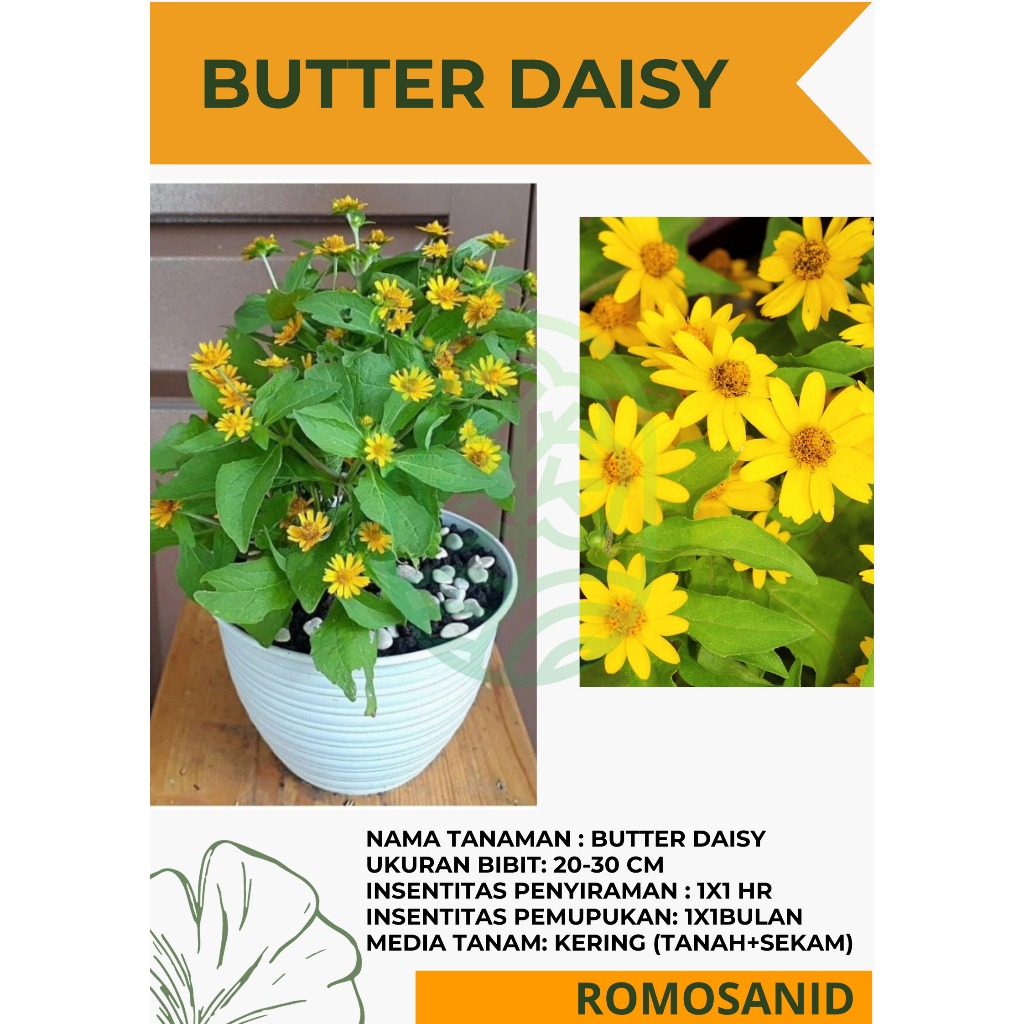 Tanaman Bunga Butter Daisy Seribu Bintang Mini pohon hidup - ROMOSAN.ID